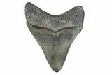 Serrated, Fossil Megalodon Tooth - North Carolina #381374-1